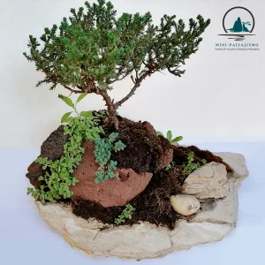 Laja bonsai pinito estrella1-min